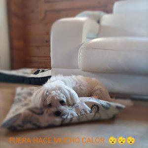 mejores-residencias-caninas-perros-zona-ciudad-campos-del-rio