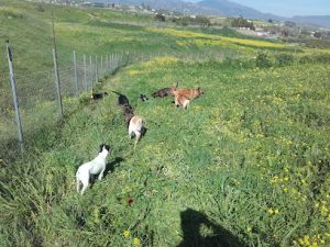 mejores-residencias-caninas-perros-zona-ciudad-cartama