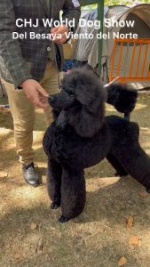 mejores-residencias-caninas-perros-zona-ciudad-cartes