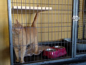 mejores-residencias-caninas-perros-zona-ciudad-castellon-de-la-plana