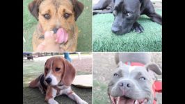 mejores-residencias-caninas-perros-zona-ciudad-castillo-de-aro