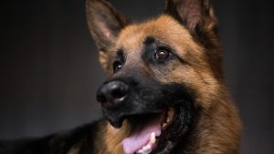 mejores-residencias-caninas-perros-zona-ciudad-ciempozuelos