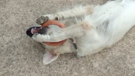 mejores-residencias-caninas-perros-zona-ciudad-ciudad-real