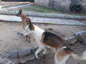 mejores-residencias-caninas-perros-zona-ciudad-collado-villalba