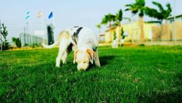 mejores-residencias-caninas-perros-zona-ciudad-dos-hermanas