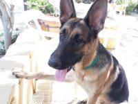 mejores-residencias-caninas-perros-zona-ciudad-dos-hermanas