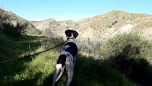 mejores-residencias-caninas-perros-zona-ciudad-el-arroyo-albanchez