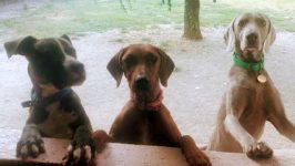 mejores-residencias-caninas-perros-zona-ciudad-el-molar