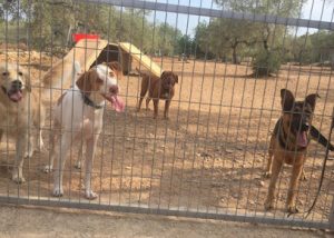 mejores-residencias-caninas-perros-zona-ciudad-el-perello