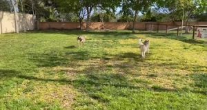 mejores-residencias-caninas-perros-zona-ciudad-el-vendrell
