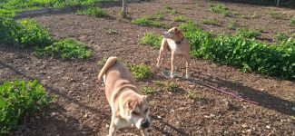 mejores-residencias-caninas-perros-zona-ciudad-el-viso-del-alcor