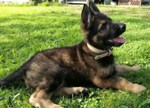 mejores-residencias-caninas-perros-zona-ciudad-elche