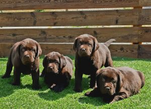 mejores-residencias-caninas-perros-zona-ciudad-els-pinyerets