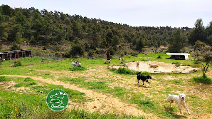 mejores-residencias-caninas-perros-zona-ciudad-enguera