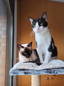 mejores-residencias-caninas-perros-zona-ciudad-esplugues-de-llobregat