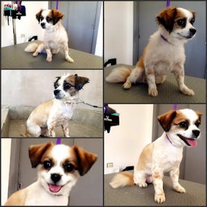 mejores-residencias-caninas-perros-zona-ciudad-estacion