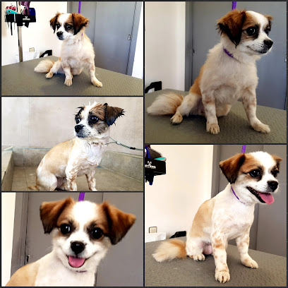mejores-residencias-caninas-perros-zona-ciudad-estacion