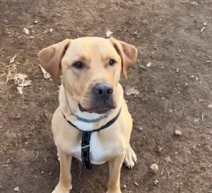 mejores-residencias-caninas-perros-zona-ciudad-fene