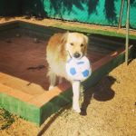 mejores-residencias-caninas-perros-zona-ciudad-fregenal-de-la-sierra