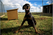 mejores-residencias-caninas-perros-zona-ciudad-fuentelahiguera-de-albatages