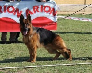 mejores-residencias-caninas-perros-zona-ciudad-galapagar
