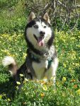 mejores-residencias-caninas-perros-zona-ciudad-gata