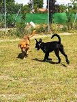 mejores-residencias-caninas-perros-zona-ciudad-getafe