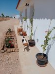 mejores-residencias-caninas-perros-zona-ciudad-gevora