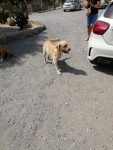 mejores-residencias-caninas-perros-zona-ciudad-gibraleon