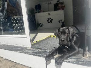 mejores-residencias-caninas-perros-zona-ciudad-gijon
