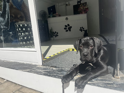 mejores-residencias-caninas-perros-zona-ciudad-gijon