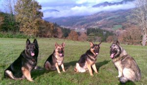 mejores-residencias-caninas-perros-zona-ciudad-gordejuela