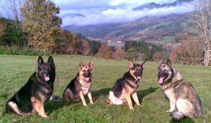 mejores-residencias-caninas-perros-zona-ciudad-gordejuela