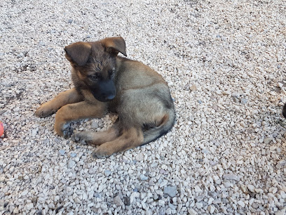 mejores-residencias-caninas-perros-zona-ciudad-guadalupe-de-maciascoque