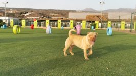 mejores-residencias-caninas-perros-zona-ciudad-guia-de-isora