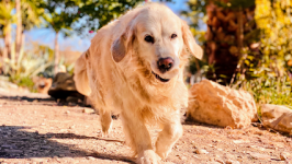mejores-residencias-caninas-perros-zona-ciudad-isla-redonda