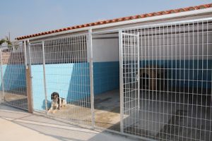mejores-residencias-caninas-perros-zona-ciudad-la-canonja