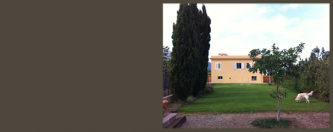 mejores-residencias-caninas-perros-zona-ciudad-la-hidalga