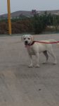 mejores-residencias-caninas-perros-zona-ciudad-la-ina