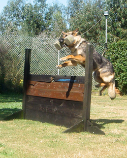 mejores-residencias-caninas-perros-zona-ciudad-la-pedrera