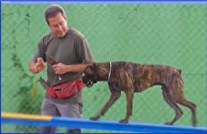 mejores-residencias-caninas-perros-zona-ciudad-la-zubia