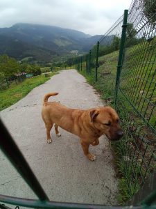 mejores-residencias-caninas-perros-zona-ciudad-lemona