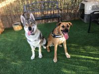 mejores-residencias-caninas-perros-zona-ciudad-lepe