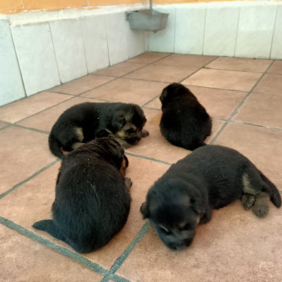 mejores-residencias-caninas-perros-zona-ciudad-les-borges-blanques