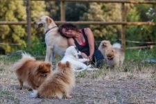 mejores-residencias-caninas-perros-zona-ciudad-les-forques