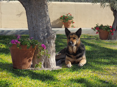 mejores-residencias-caninas-perros-zona-ciudad-les-salades