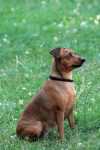 mejores-residencias-caninas-perros-zona-ciudad-loiu
