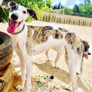 mejores-residencias-caninas-perros-zona-ciudad-los-alcazares