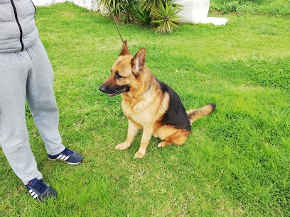mejores-residencias-caninas-perros-zona-ciudad-los-barrios
