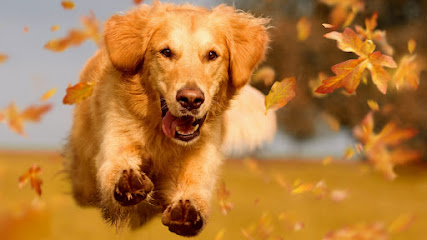 mejores-residencias-caninas-perros-zona-ciudad-los-montesinos